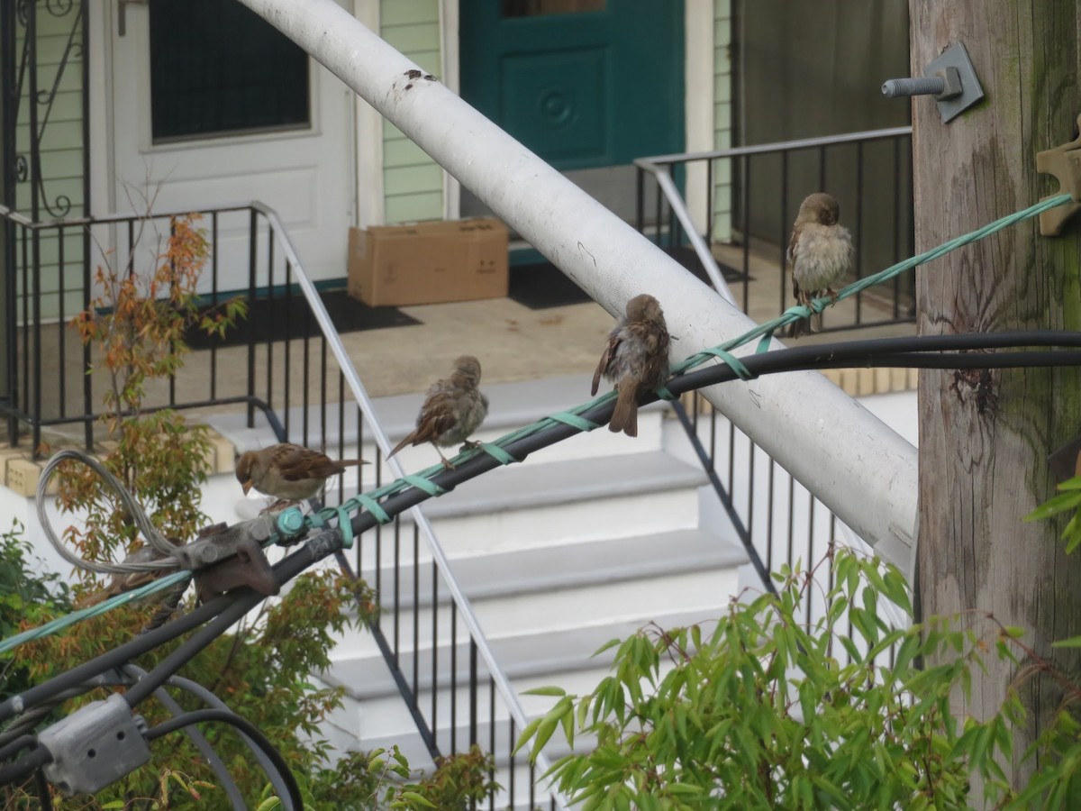 House Sparrow - ML640300164