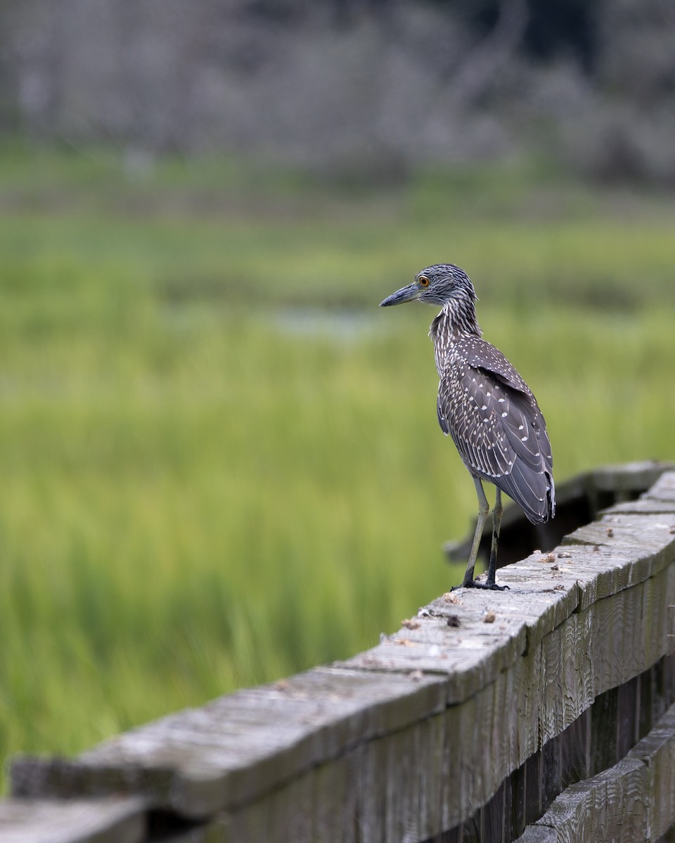 Yellow-crowned Night Heron - ML640300166