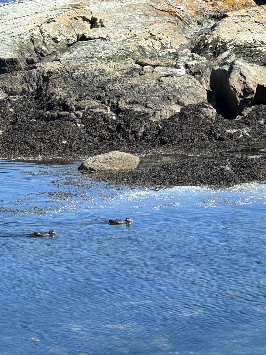 Harlequin Duck - ML640300208