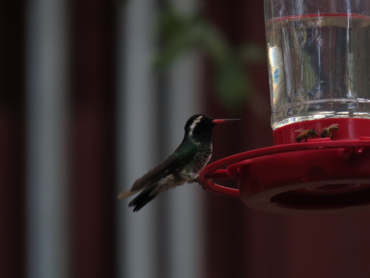 White-eared Hummingbird - ML640300221