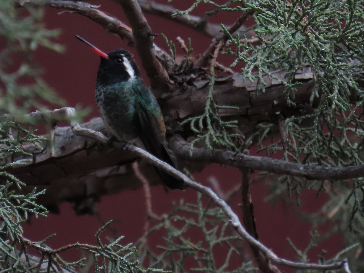 White-eared Hummingbird - ML640300237