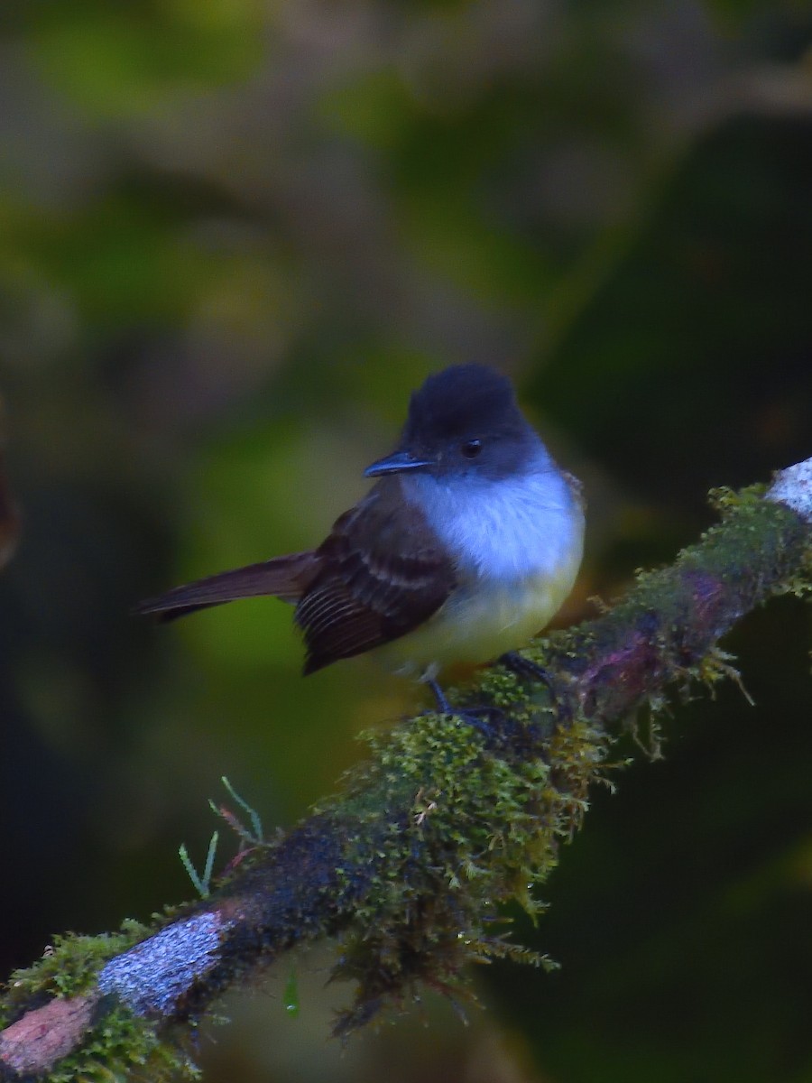 Dusky-capped Flycatcher - ML640300244