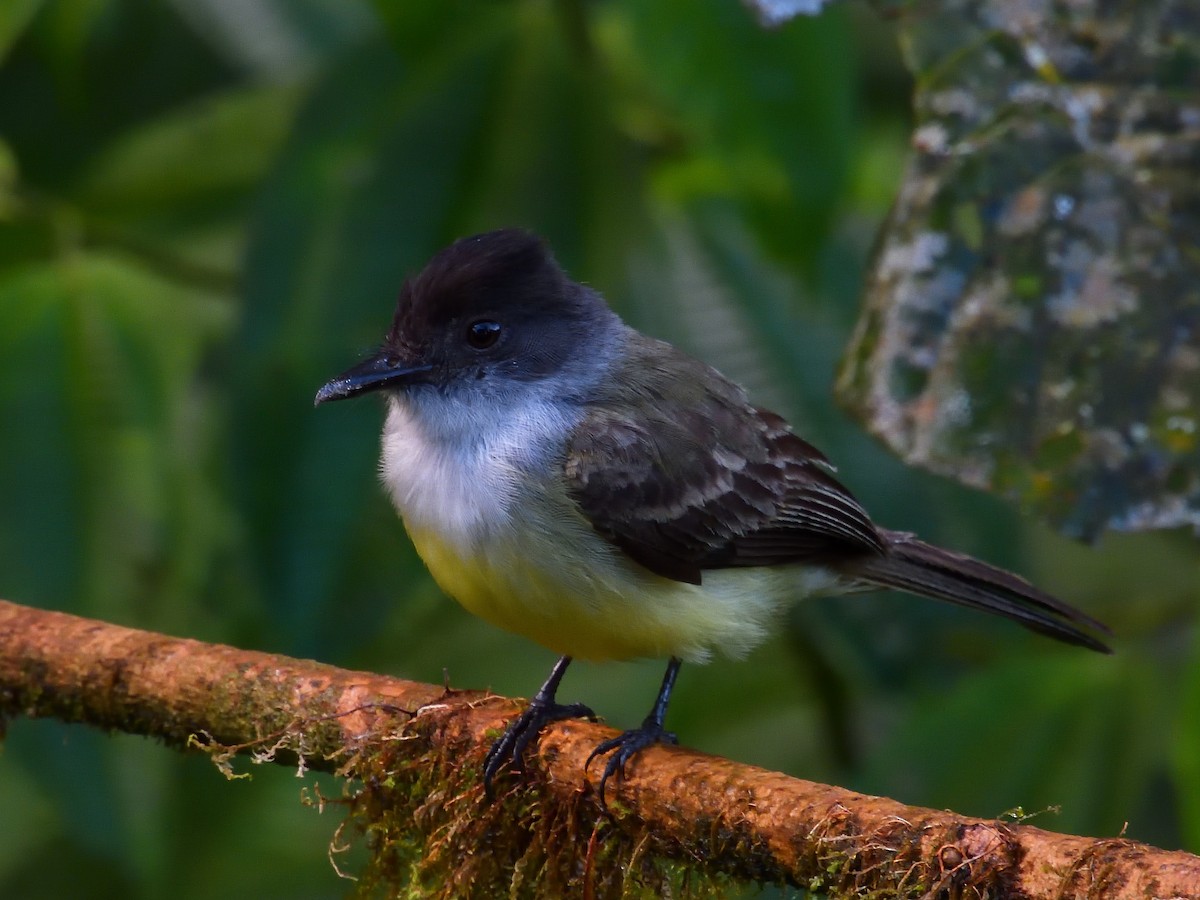 Dusky-capped Flycatcher - ML640300245