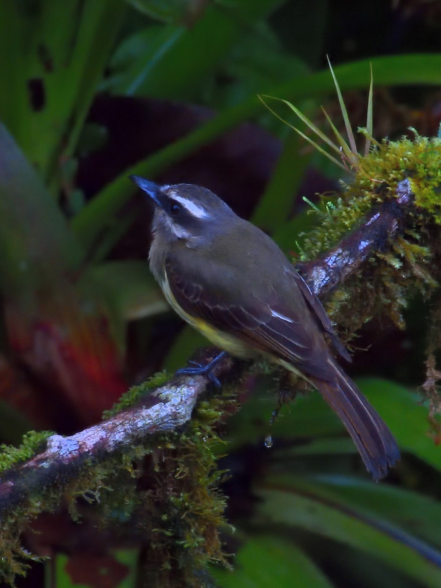 Golden-bellied Flycatcher - ML640300249