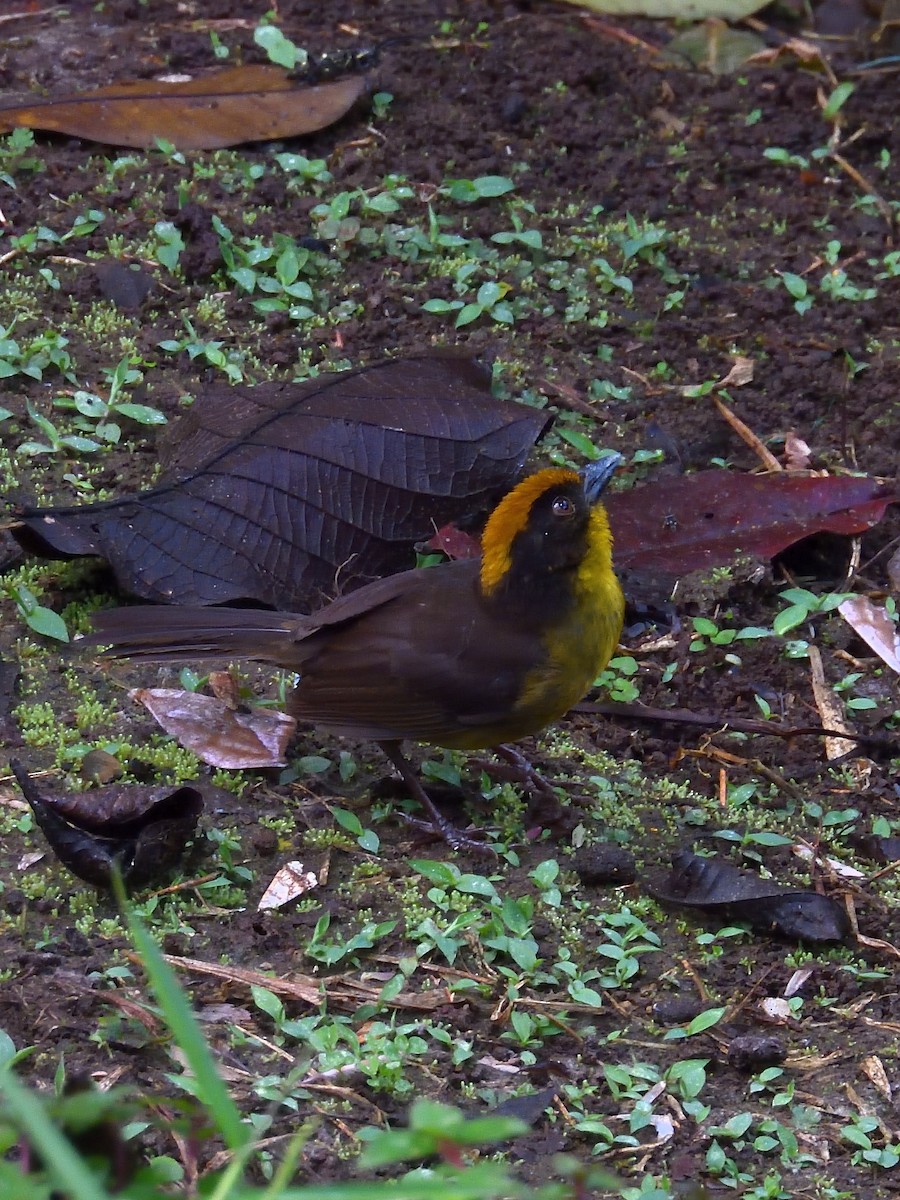 Choco Brushfinch - ML640300256