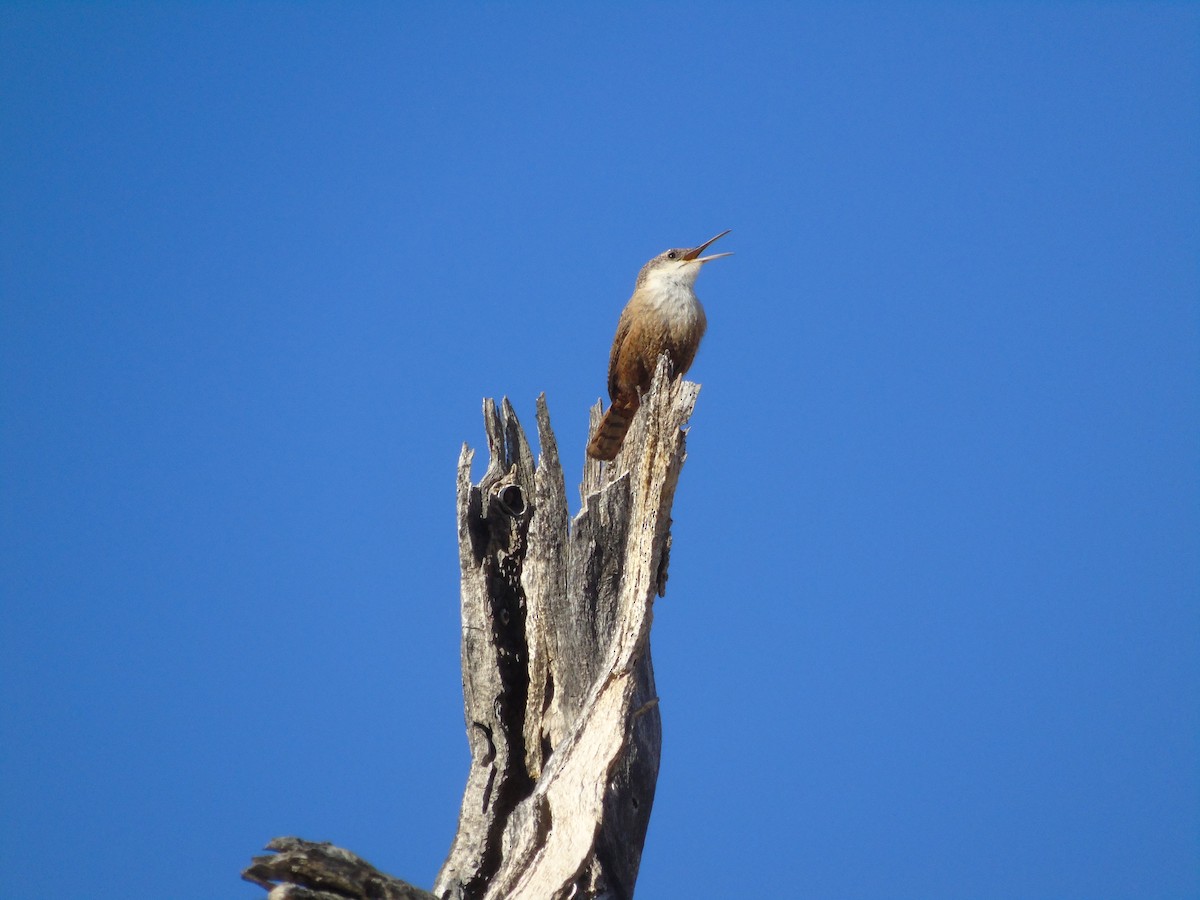 Canyon Wren - ML640300265