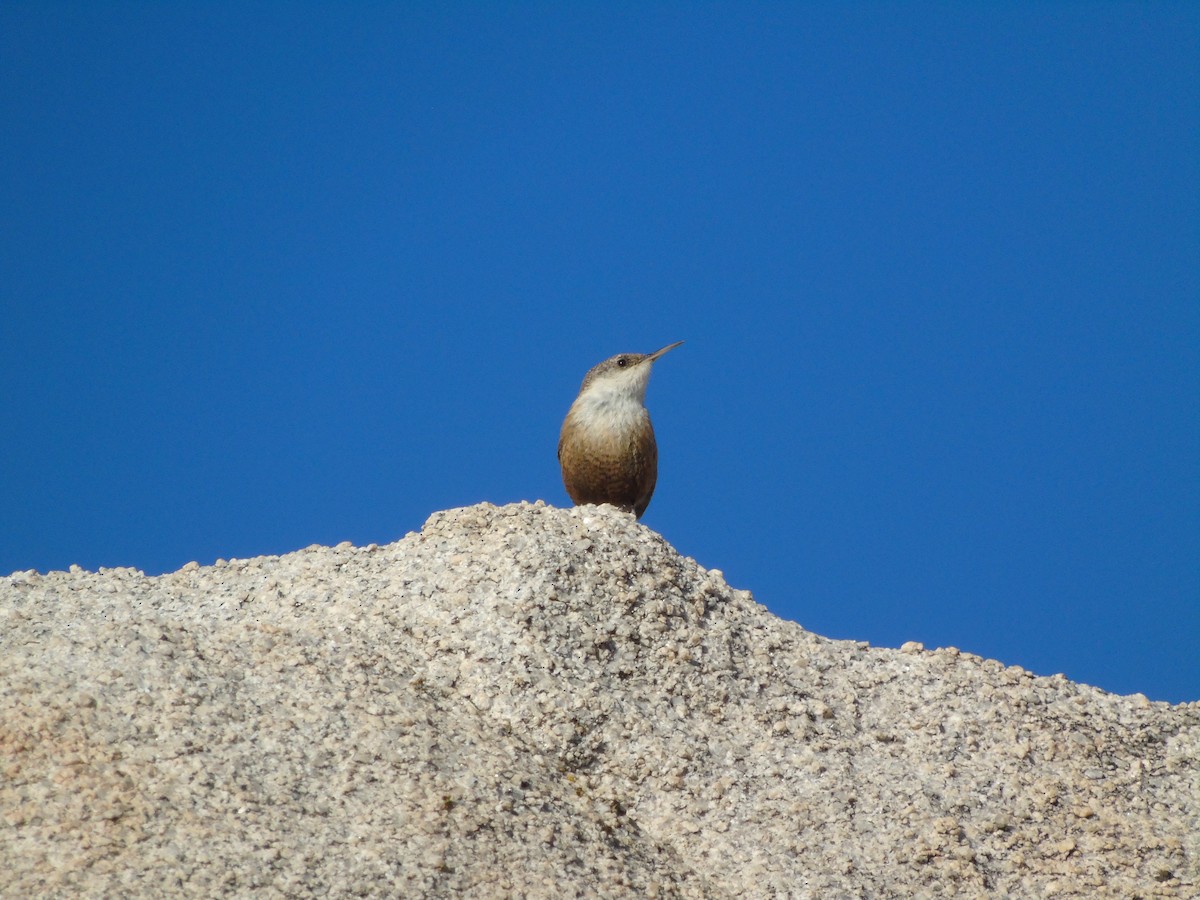 Canyon Wren - ML640300266