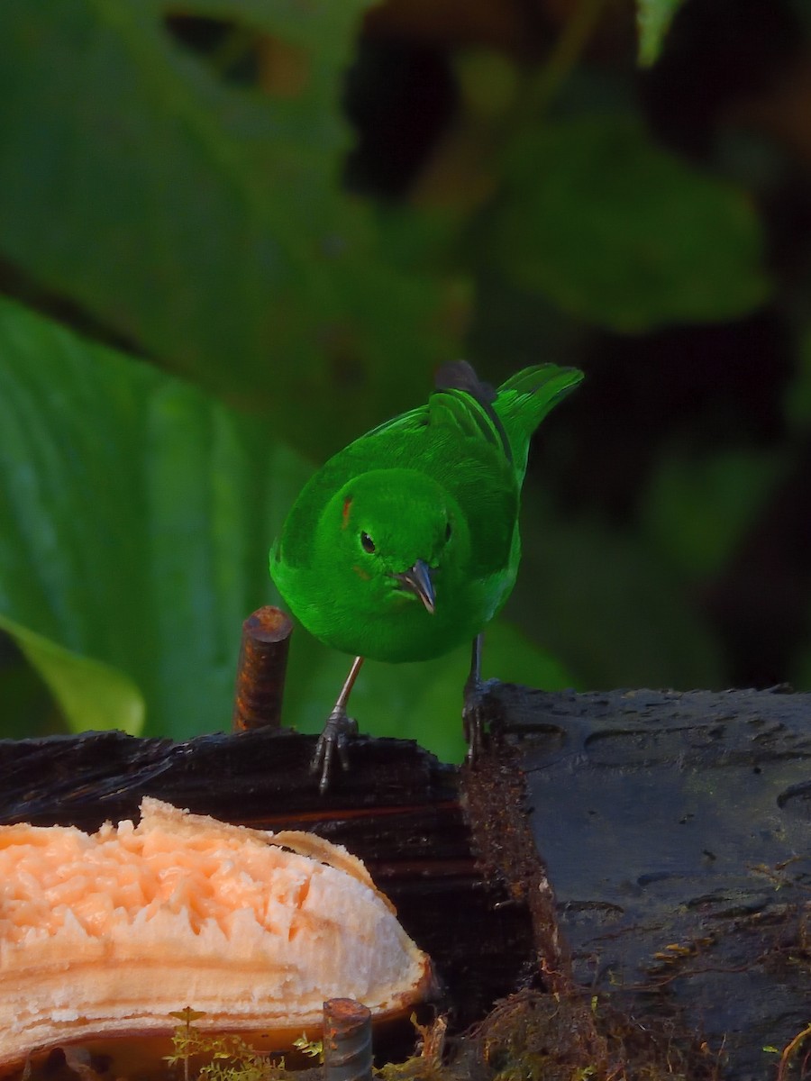 Glistening-green Tanager - ML640300267