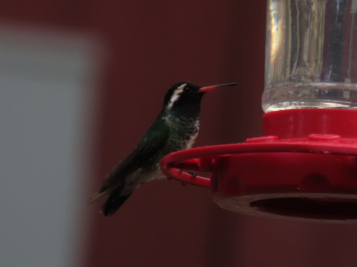 White-eared Hummingbird - ML640300268