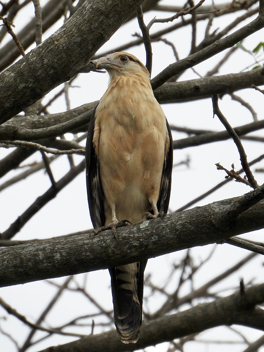 Yellow-headed Caracara - ML640300283