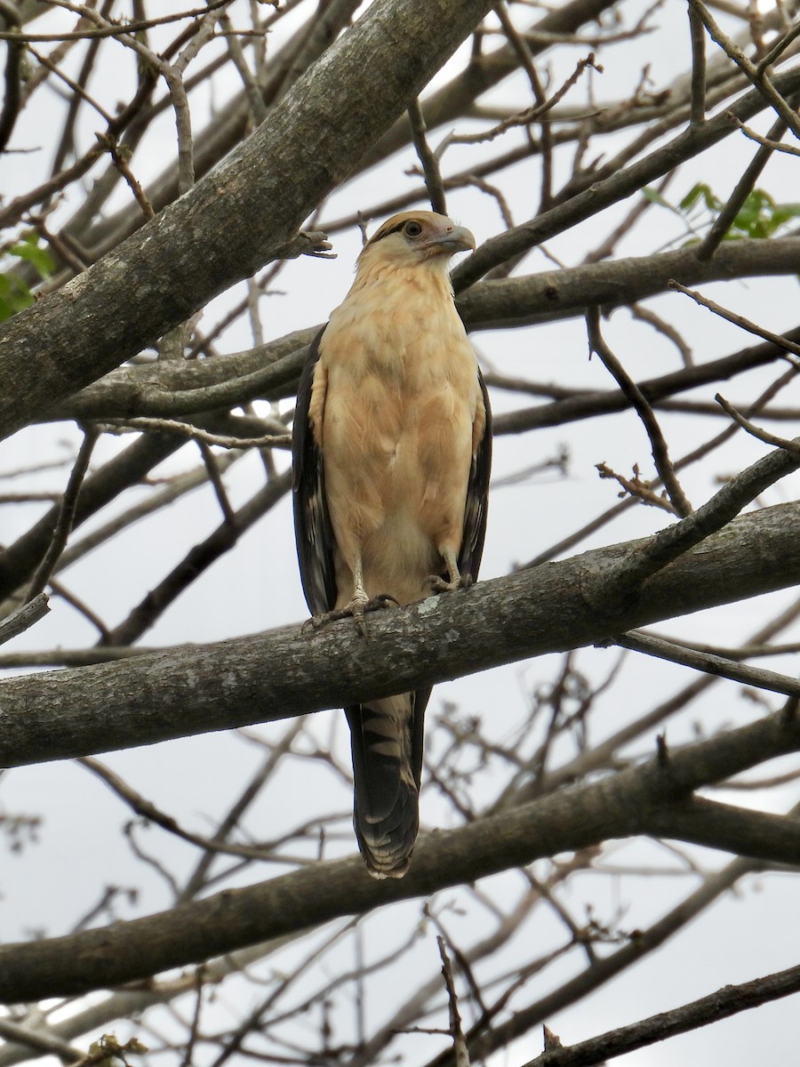 Yellow-headed Caracara - ML640300284