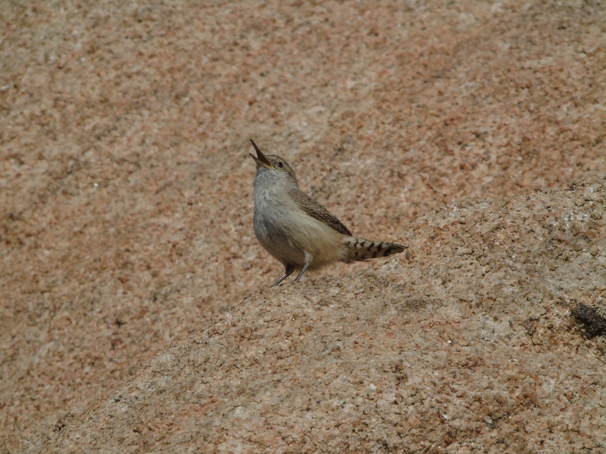 Rock Wren - ML640300317