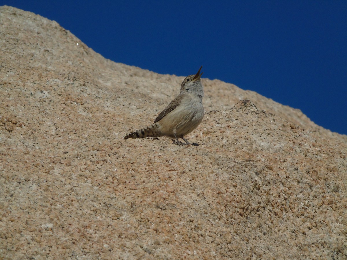 Rock Wren - ML640300318