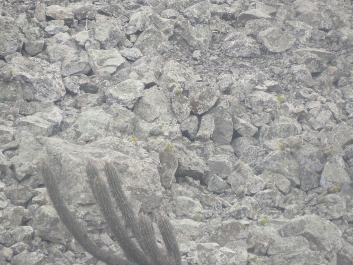 Raimondi's Yellow-Finch - ML640300340