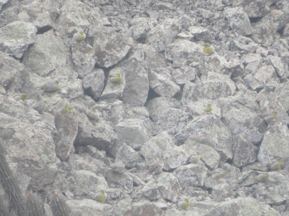 Raimondi's Yellow-Finch - ML640300342