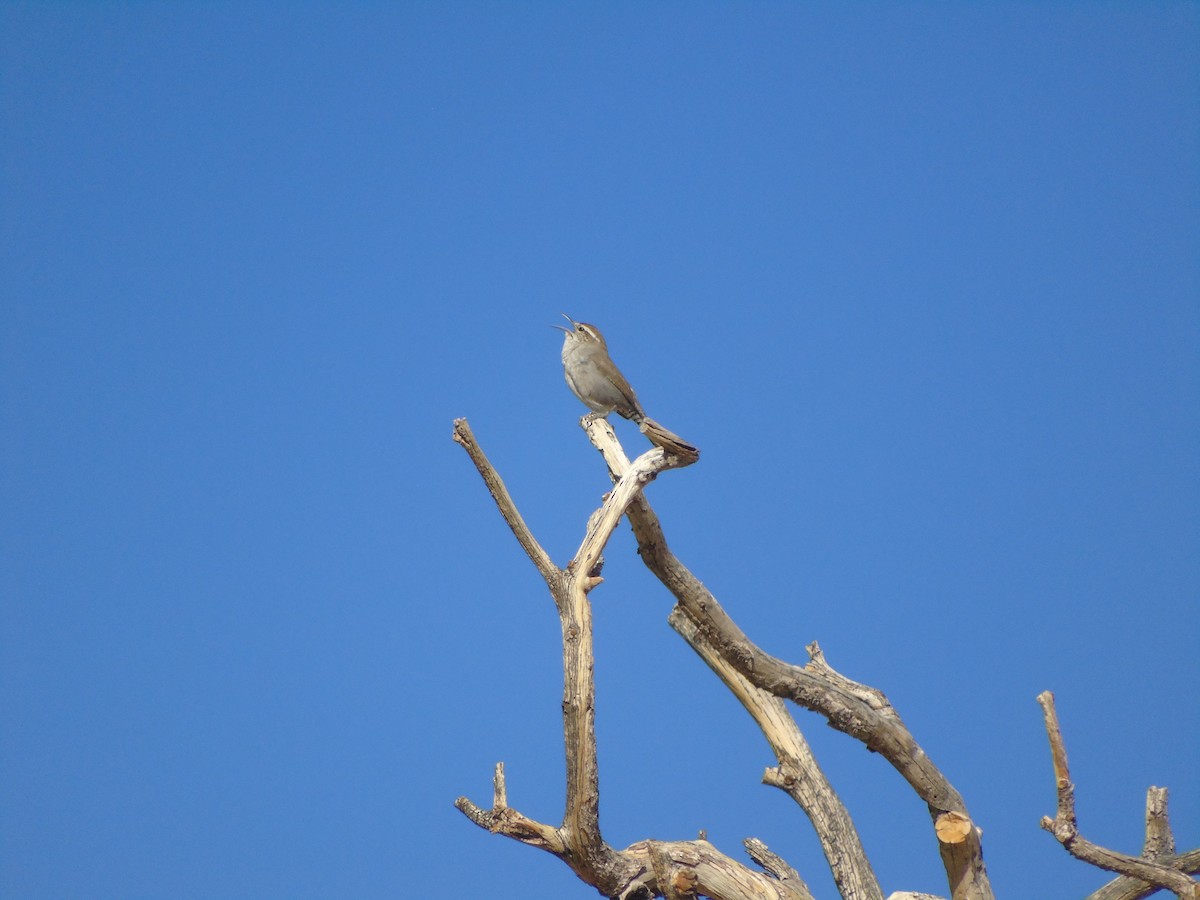 Bewick's Wren - ML640300354