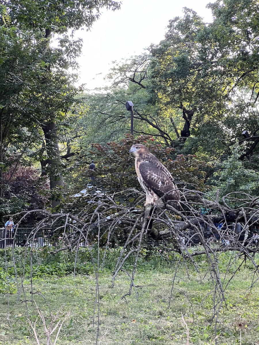Red-tailed Hawk - ML640300362