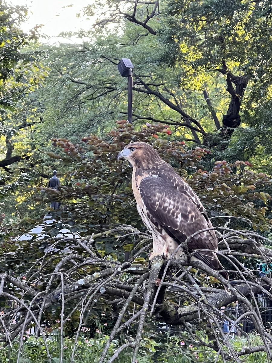 Red-tailed Hawk - ML640300363