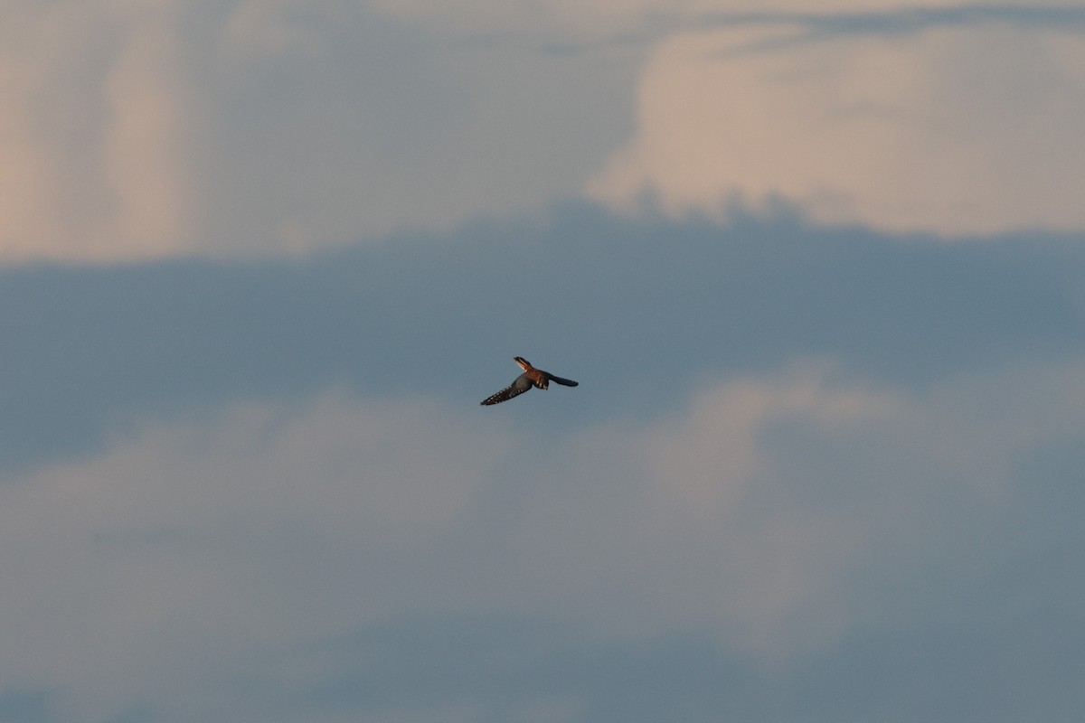 American Kestrel - ML640300372