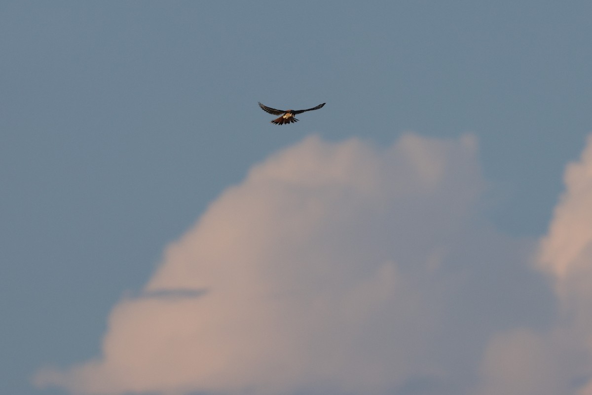 American Kestrel - ML640300373