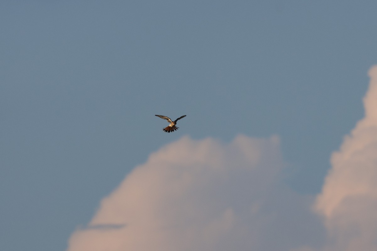 American Kestrel - ML640300374