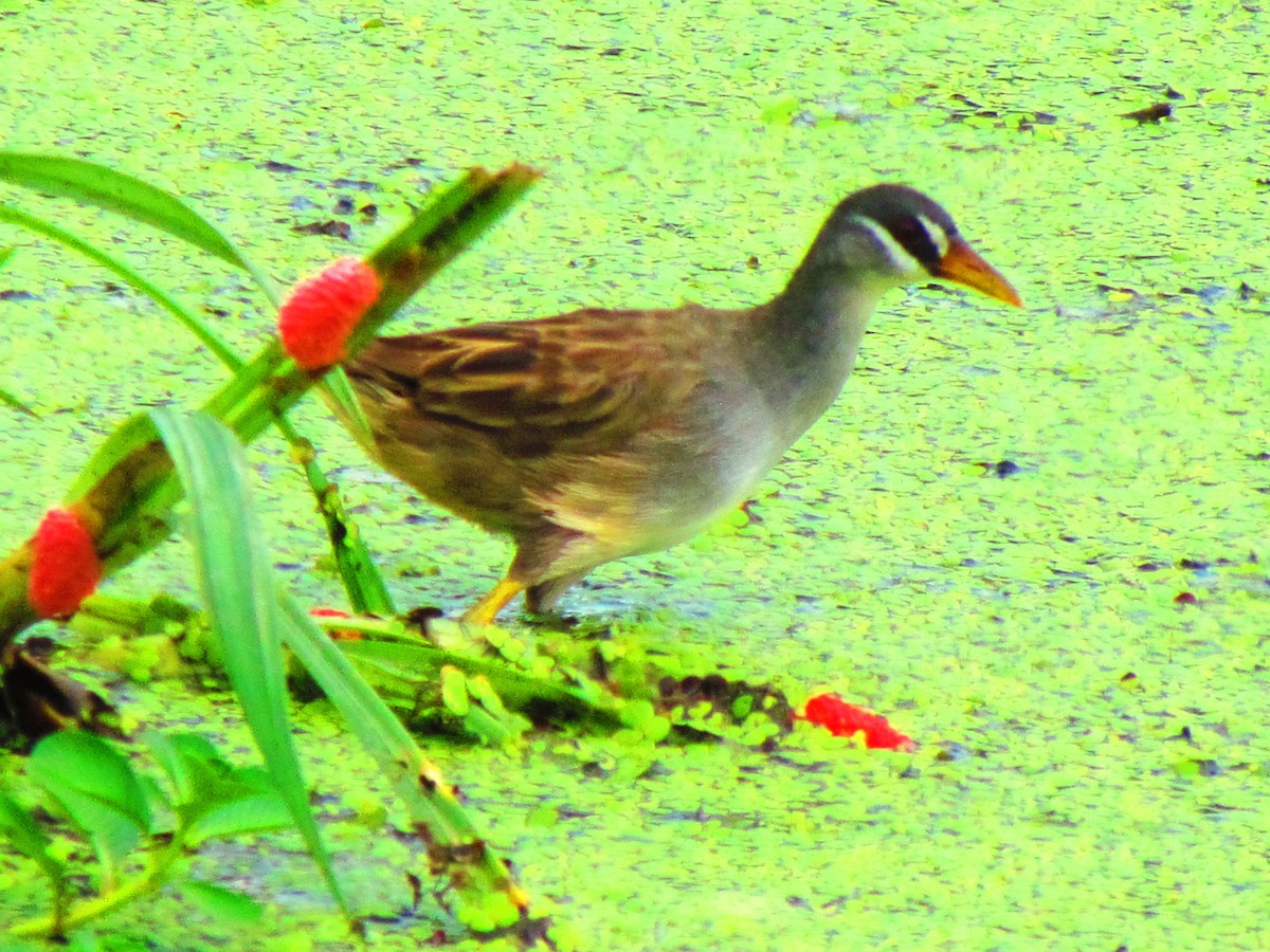 White-browed Crake - ML640300387