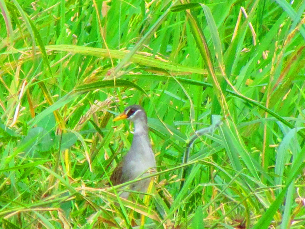 White-browed Crake - ML640300391
