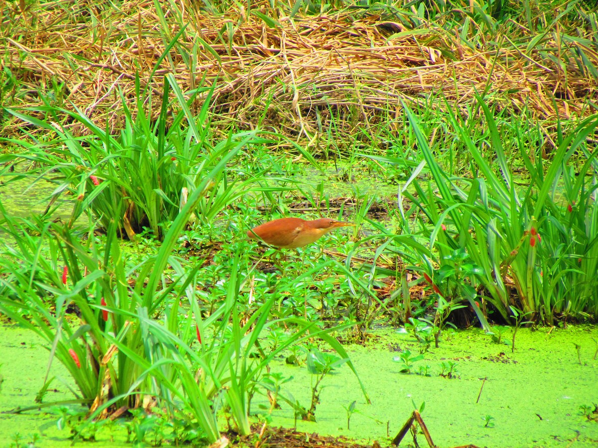 Cinnamon Bittern - ML640300398