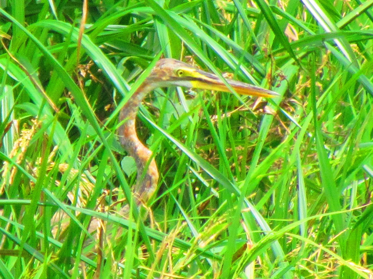 Purple Heron - ML640300416