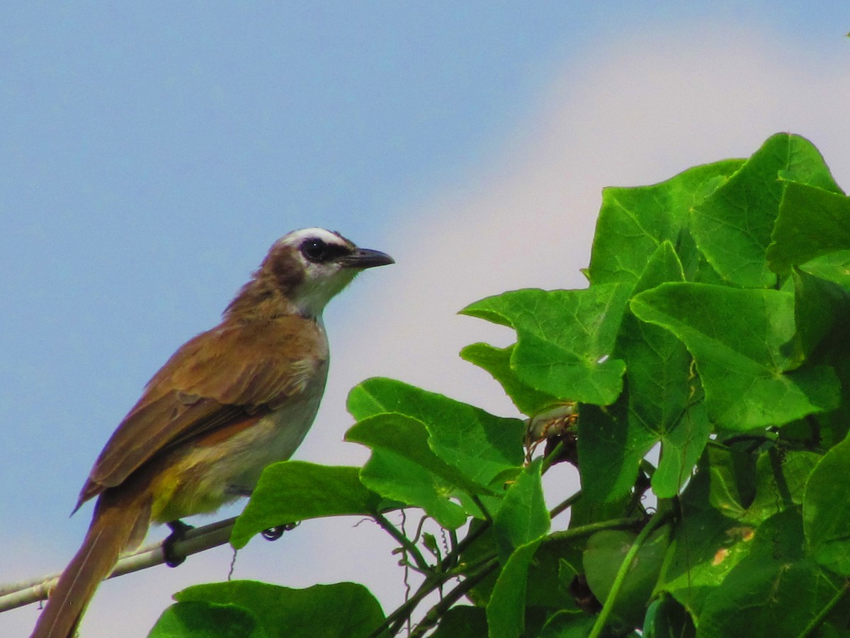 Yellow-vented Bulbul (Philippine) - ML640300419