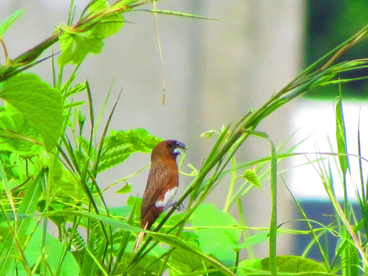 White-bellied Munia - ML640300423