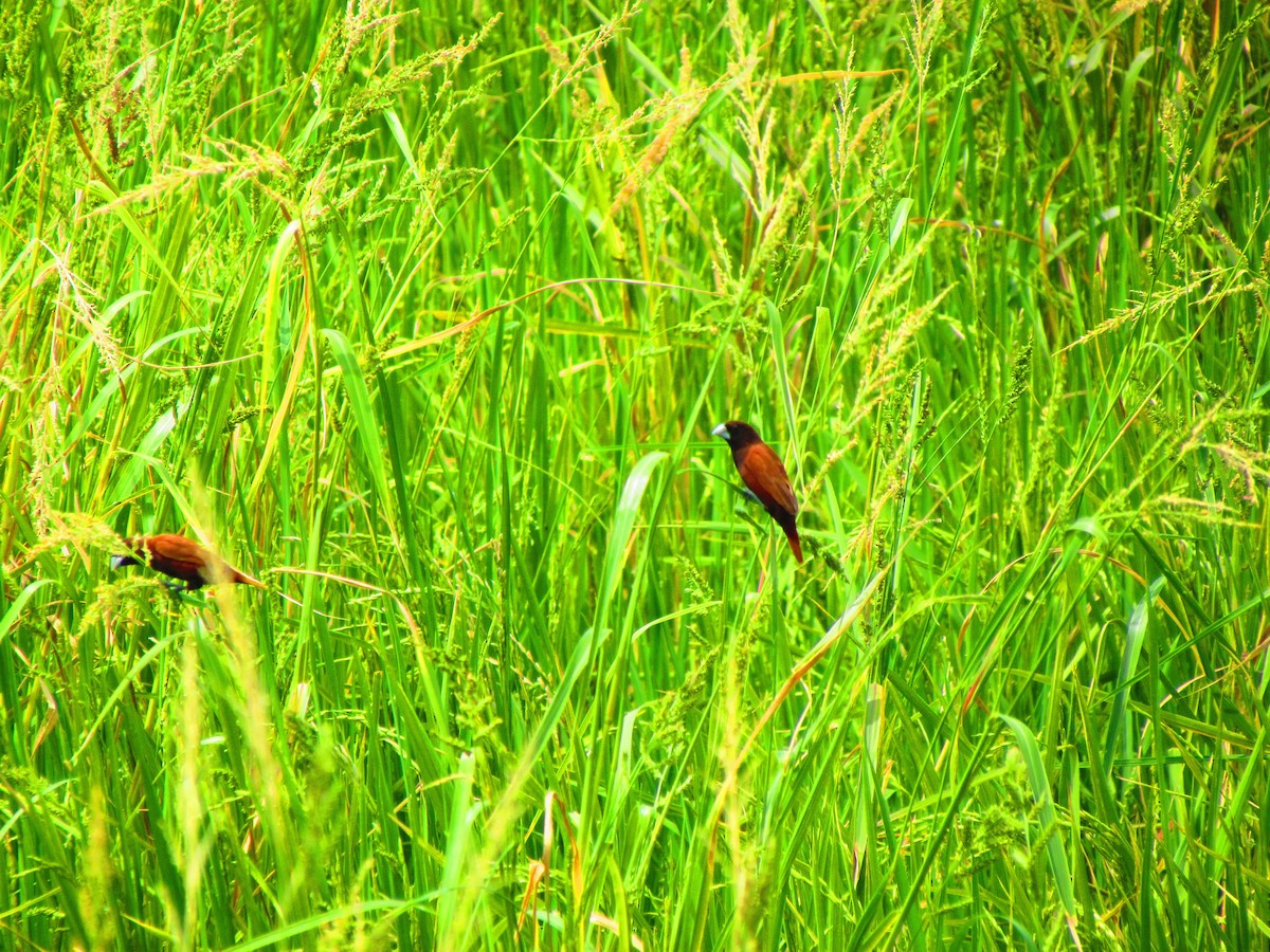 Chestnut Munia - ML640300426