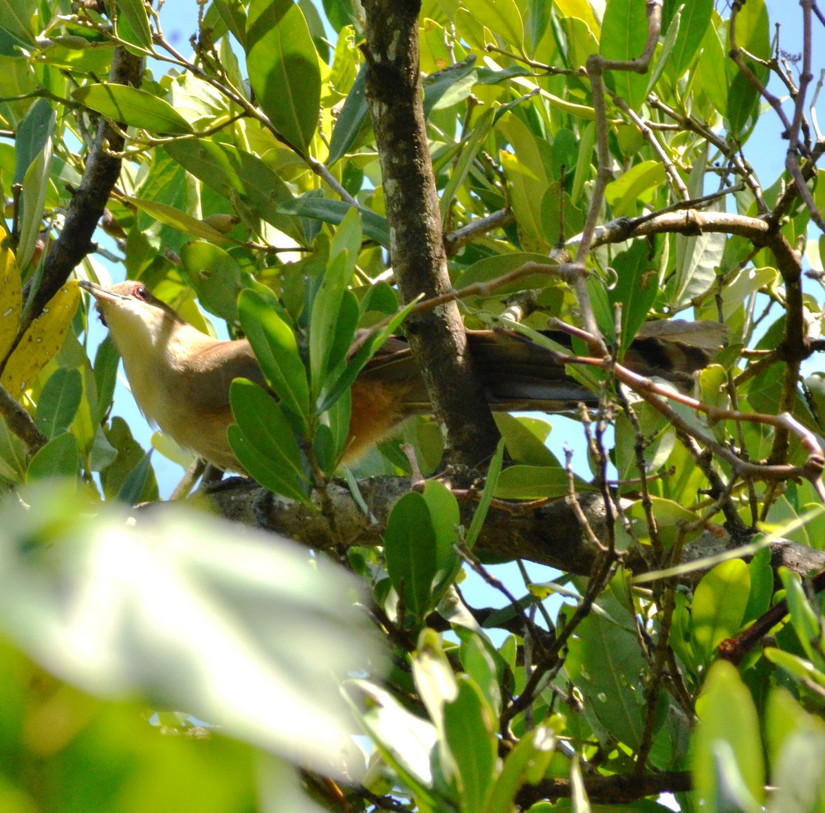Great Lizard-Cuckoo - ML640300483