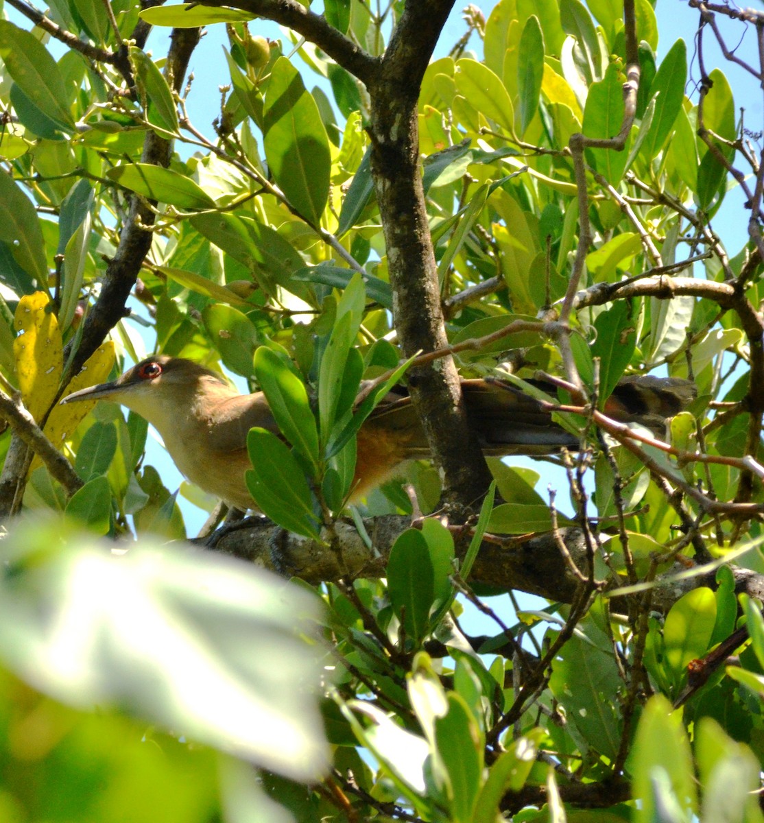 Great Lizard-Cuckoo - ML640300509
