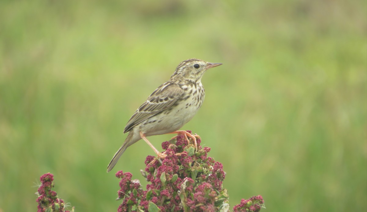 Peruvian Pipit - ML640300549