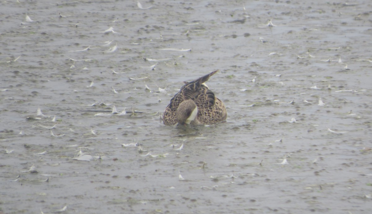 White-cheeked Pintail - ML640300560