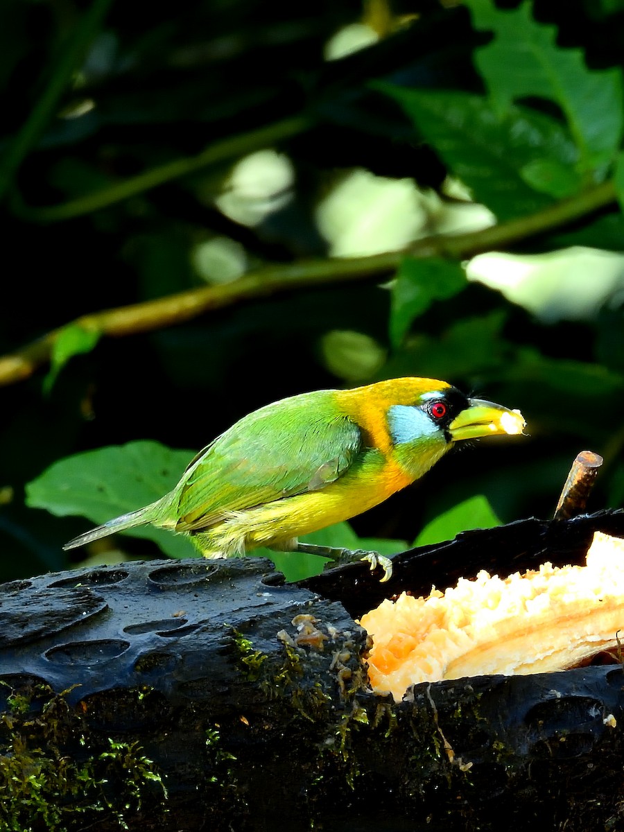 Red-headed Barbet - ML640300561