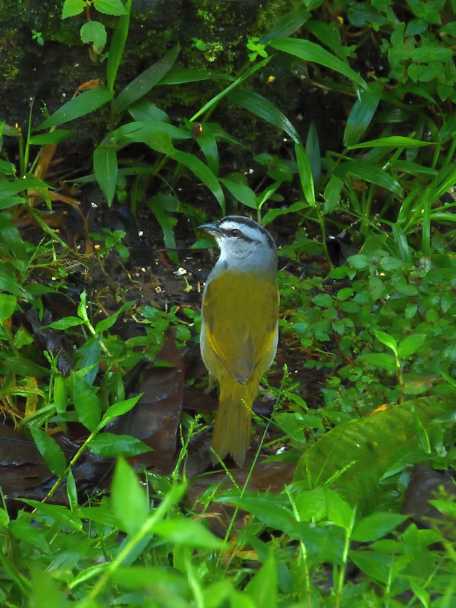 Black-striped Sparrow - ML640300585