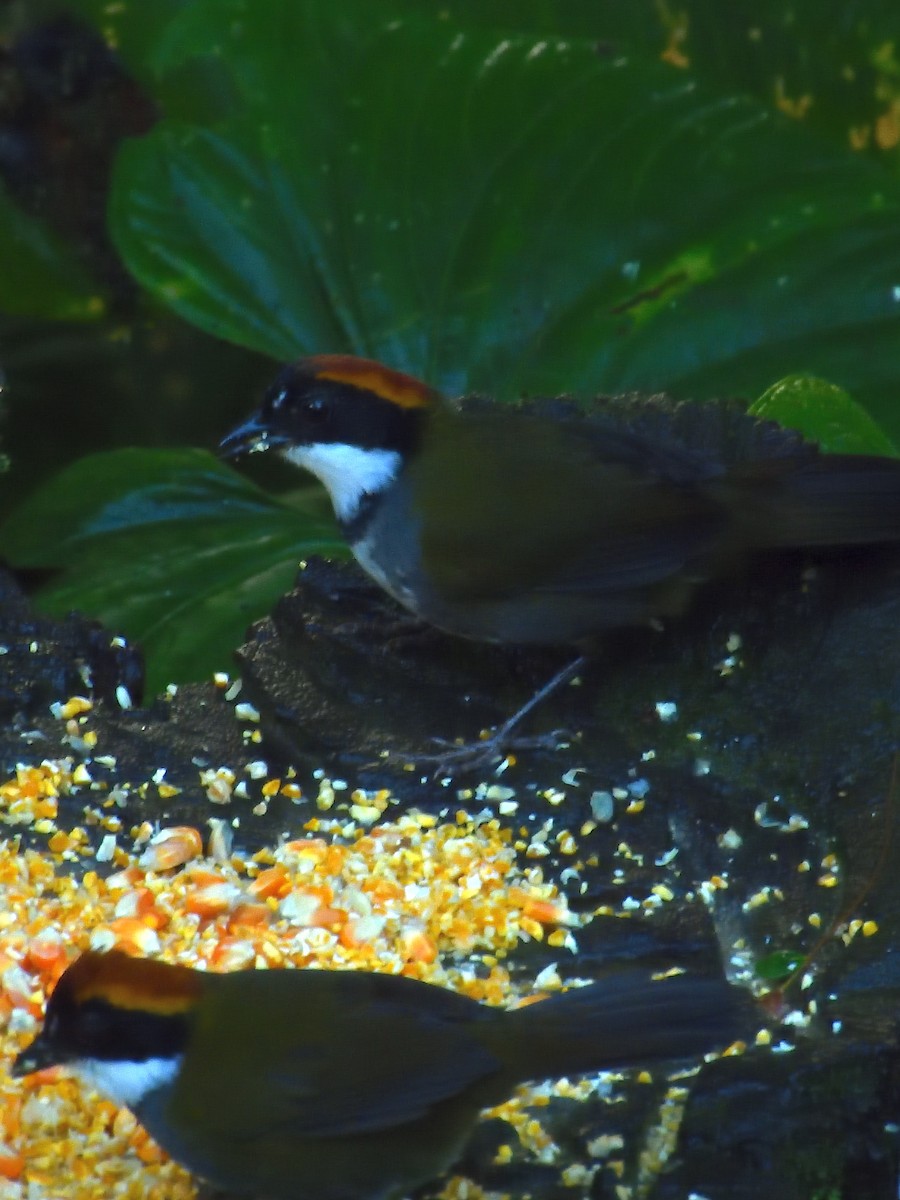 Chestnut-capped Brushfinch - ML640300591