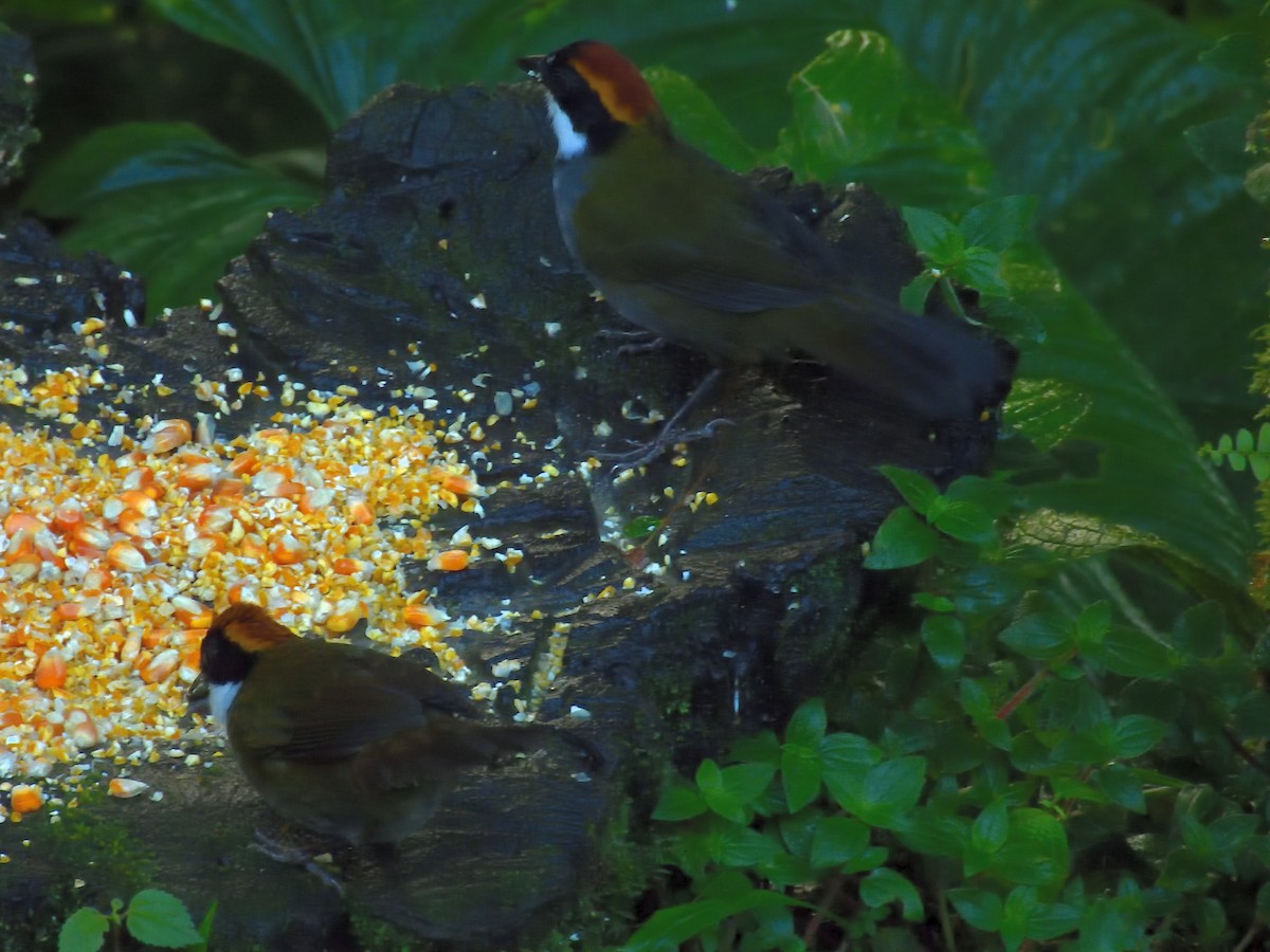 Chestnut-capped Brushfinch - ML640300592