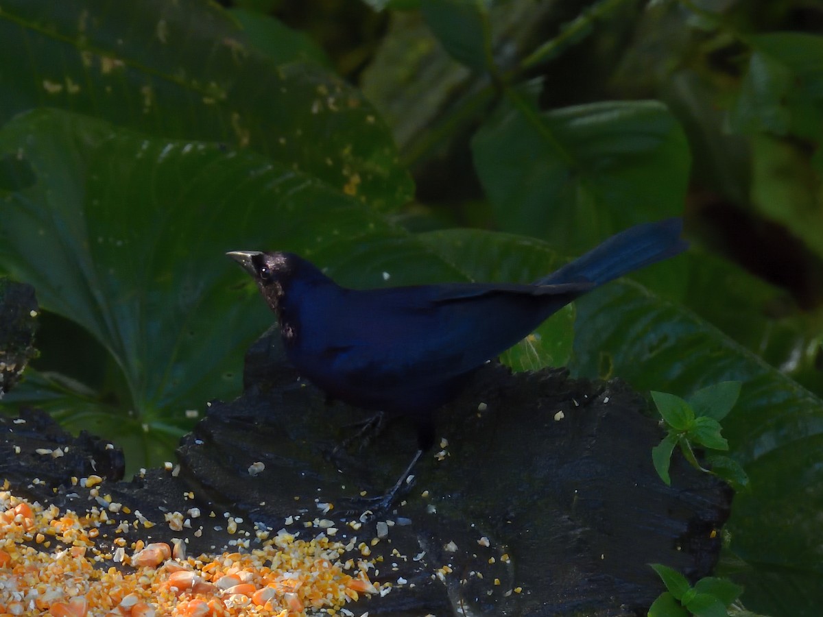 Shiny Cowbird - ML640300599
