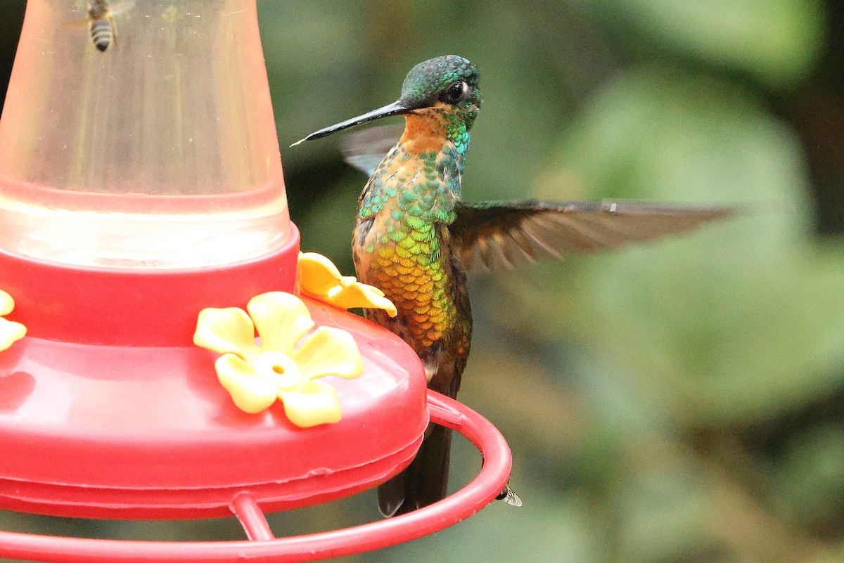 Golden-bellied Starfrontlet - ML640300600