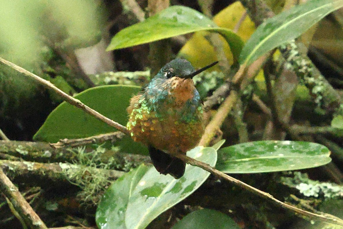 Golden-bellied Starfrontlet - ML640300606