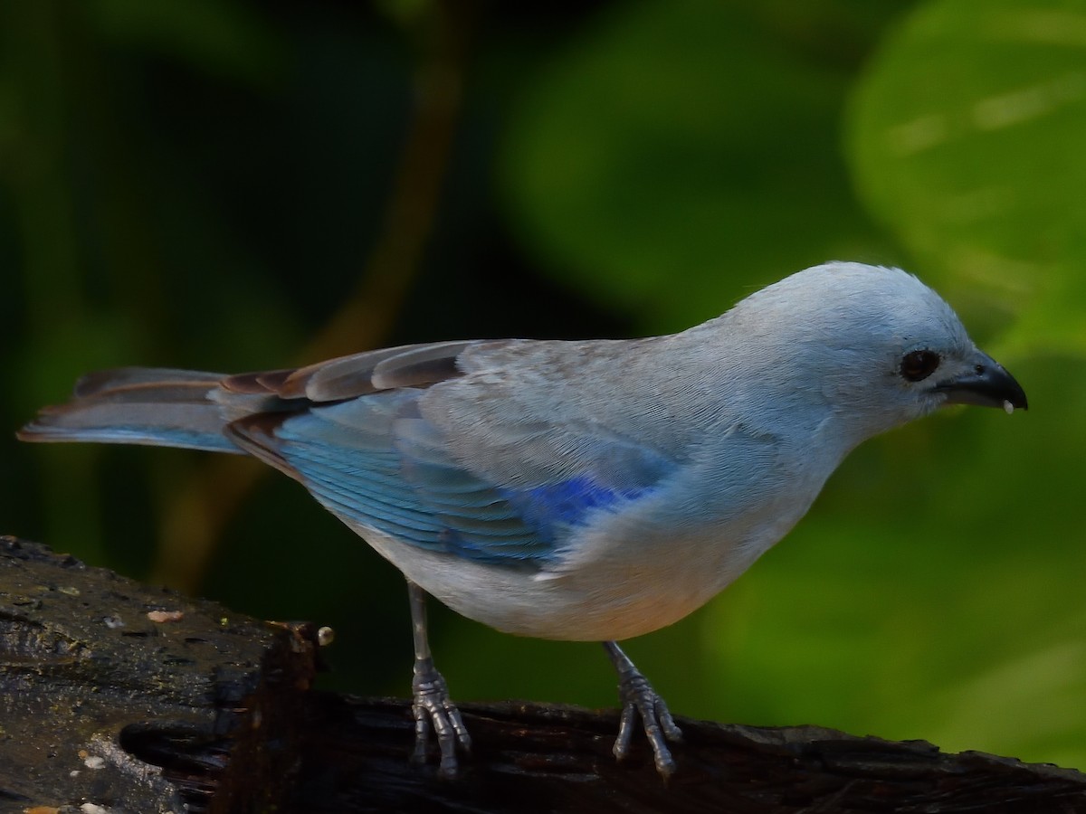 Blue-gray Tanager - ML640300612