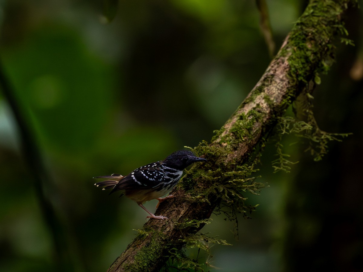 Spot-backed Antbird - ML640300615