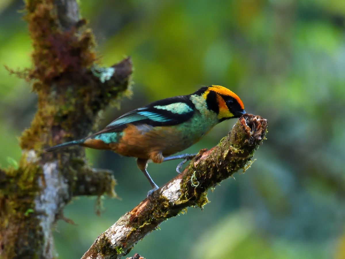 Flame-faced Tanager - ML640300618