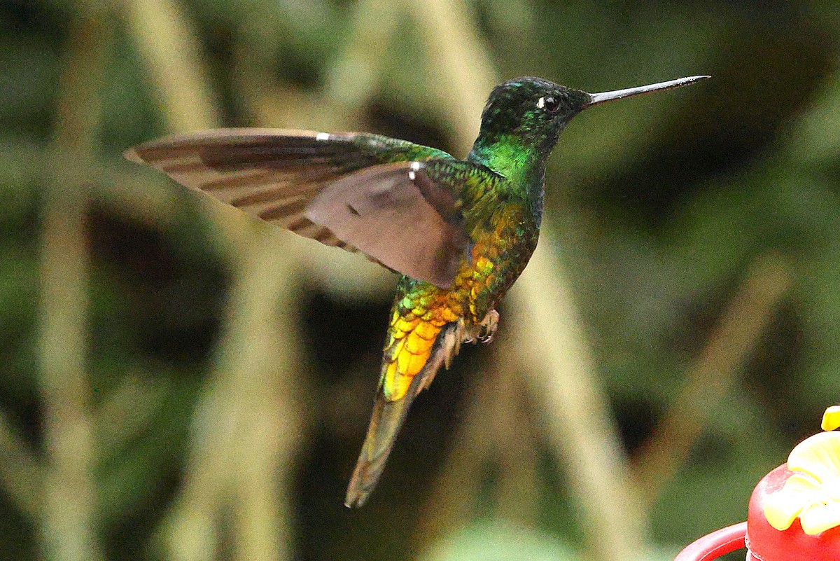 Golden-bellied Starfrontlet - ML640300631