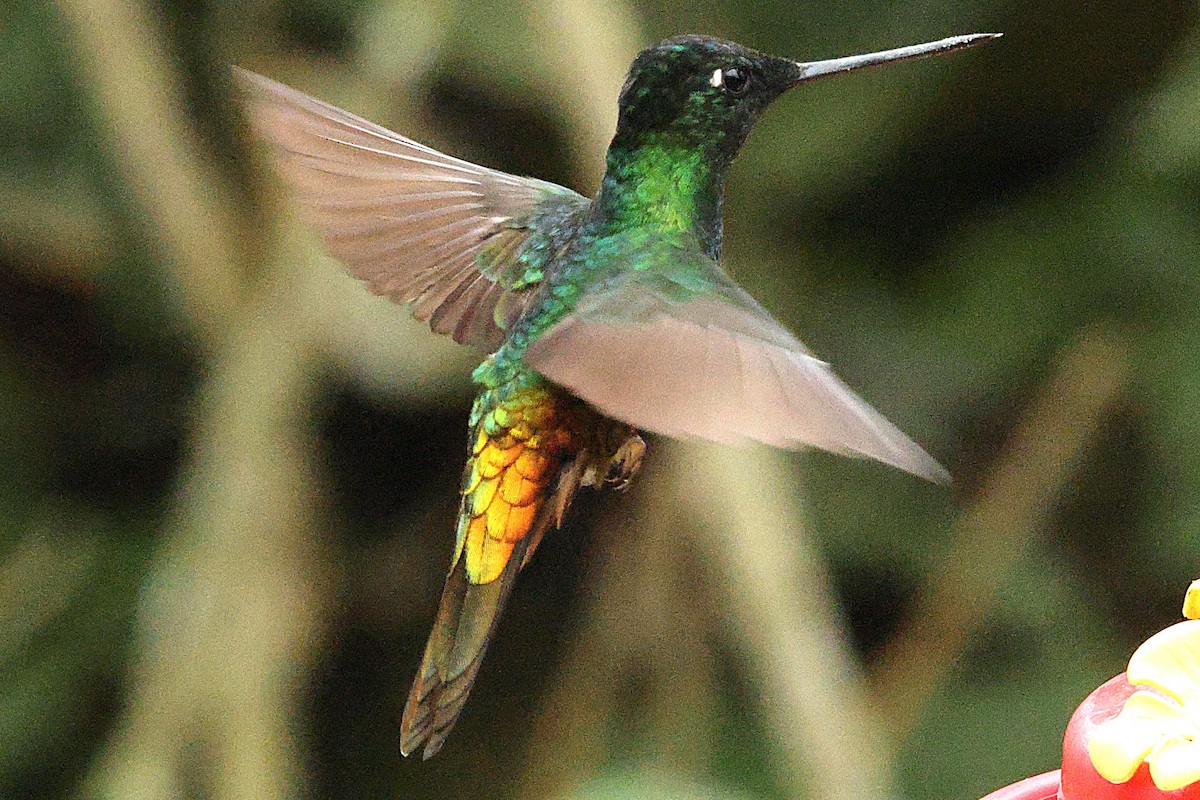 Golden-bellied Starfrontlet - ML640300633