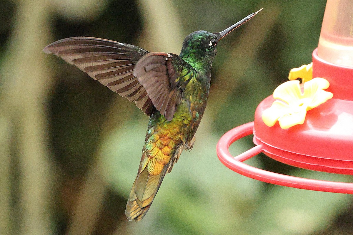 Golden-bellied Starfrontlet - ML640300636