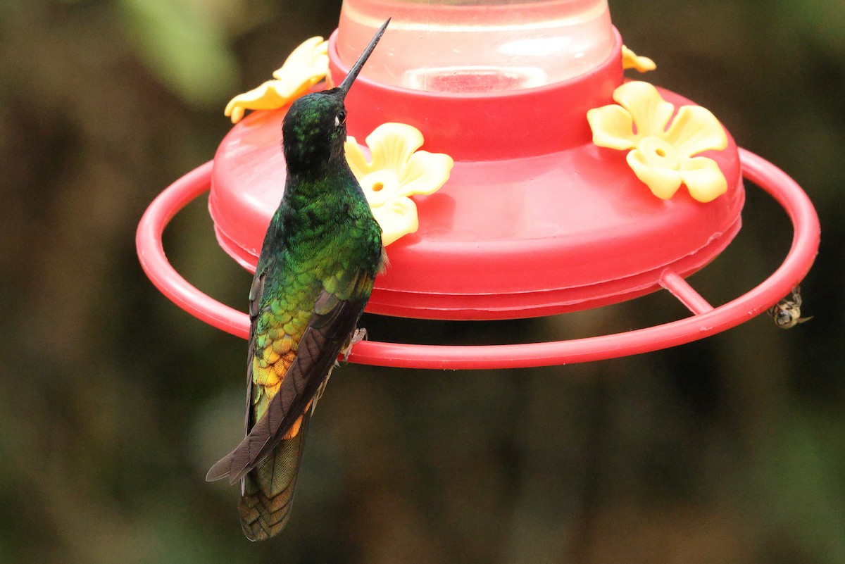 Golden-bellied Starfrontlet - ML640300643